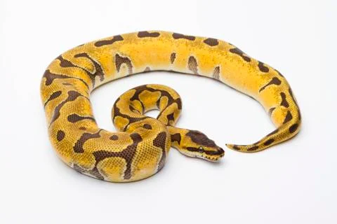 Royal python (python regius), super enchi, female, markus theimer reptile bre Stock-Fotos