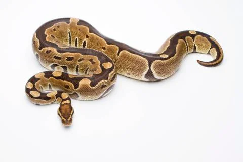 Royal python (python regius), super razor, female, markus theimer reptile bre Stock-Fotos