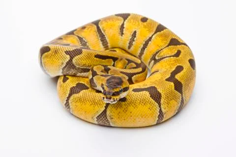 Royal python (python regius), super enchi, female, markus theimer reptile bre Stock-Fotos