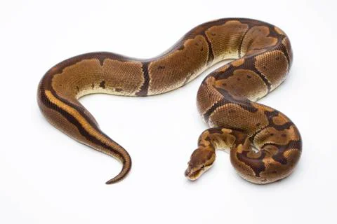 Royal python (python regius), super venom, female, markus theimer reptile bre 写真素材