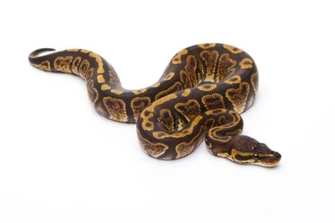 Royal python (python regius), super granite, female, markus theimer reptile b Stock-Fotos