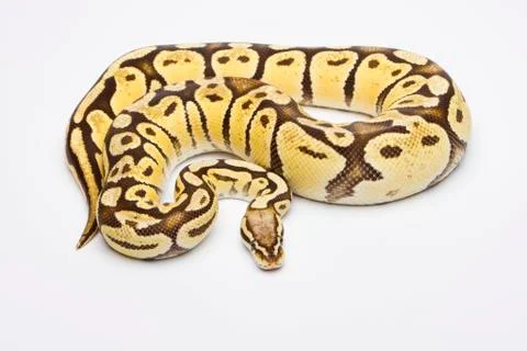 Royal python (python regius), vanilla super pastel, female, willi obermayer r Stock-Fotos
