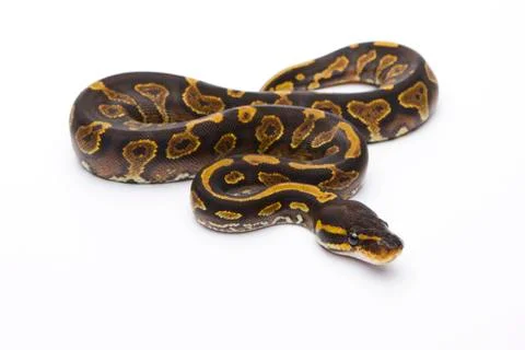 Royal python (python regius), yellow belly black head, female, markus theimer Stock-Fotos