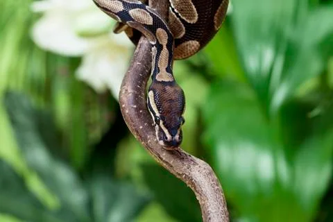 Royal python rested on branch Photos