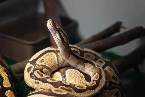 Royal python resting on branches in terrarium Stock-Fotos