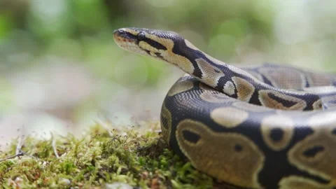 The royal python, rolled up in a ball, lies on the ground in the forest. Stock-Footage 156951712