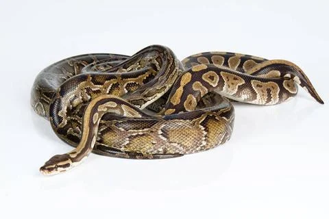 Royal Python Royal python on an isolated studio background Copyright: xZoo... Stock-Fotos