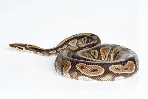 Royal Python Royal python on an isolated studio background Copyright: xZoo... Stock-Fotos