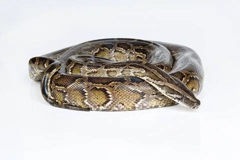 Royal Python Royal python on an isolated studio background Copyright: xZoo... Stock-Fotos