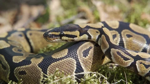 The royal python saw prey and slowly crawls towards it, sticking out its tongue Vidéo 157670997