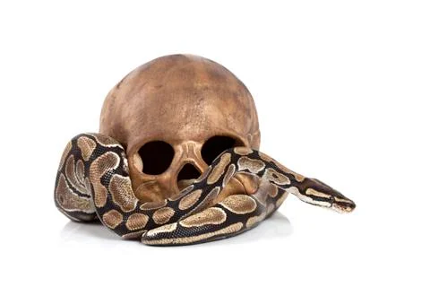 Royal python with skull Stock-Fotos