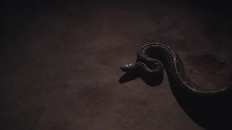 Royal Python Slowly Wriggles on the Ground of a Cave and Trying to Attack 库存影片 200250380