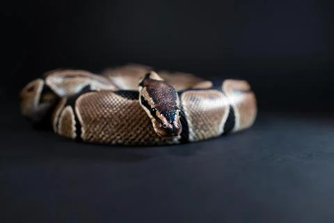Royal python snake on a black background. Stock-Fotos