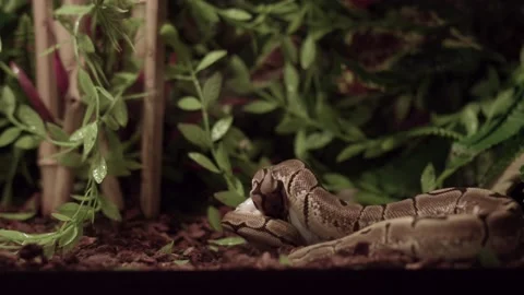 Royal Python Snake In The Ground Devours Its Prey. - Closeup Shot Stock-Footage 159205472