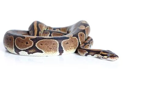 Royal python snake Photos