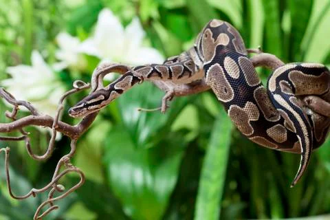 Royal python snake rested on branch Stock-Fotos