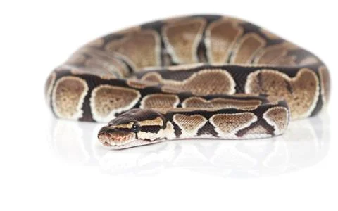 Royal python snake in studio Foto stock