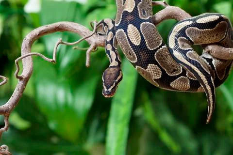 Royal python snake on a wooden branch Foto stock