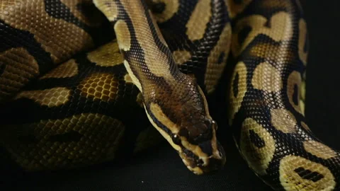 Royal python, snakeskin pattern Stock-Footage 88672153