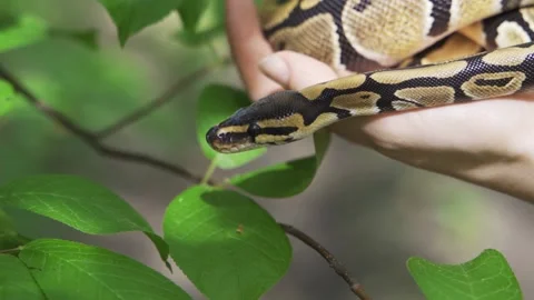 The royal python sticks out its tongue and crawls gracefully down the green hill Vidéo 156950435