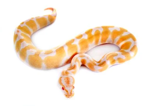 Royal python in studio Stock-Fotos