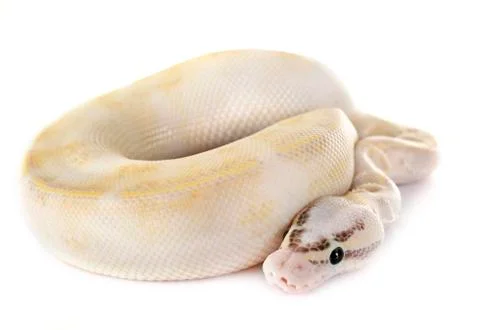 Royal python in studio Stock-Fotos