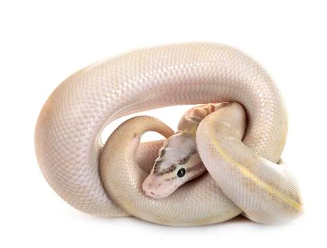 Royal python in studio Foto stock