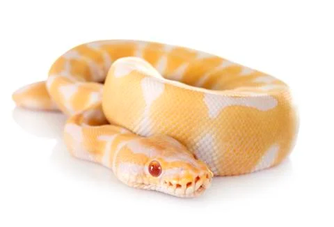 Royal python in studio Photos