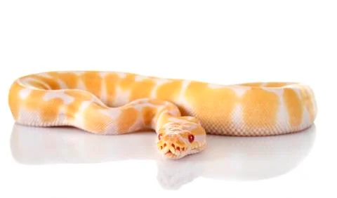 Royal python in studio 写真素材