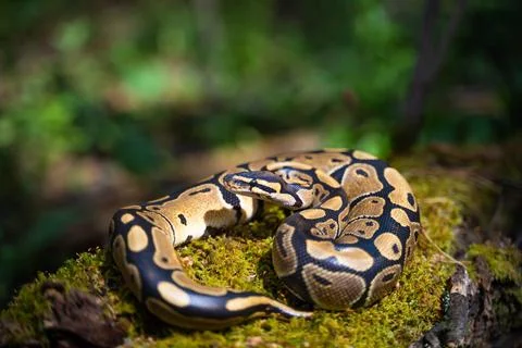 Royal python in the terrarium. Artificial conditions for keeping the snake. Calm Stock-Fotos