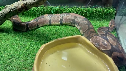 A royal python in a terrarium Stock-Footage 253604979