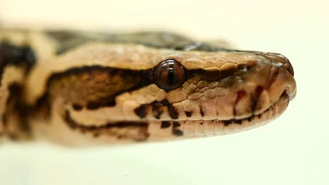 Royal Python, tiger python on white Stock-Footage 71079406