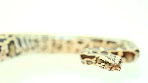 Royal Python, tiger python on white Stock Footage 71083465