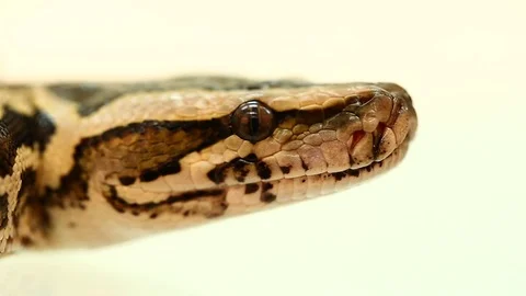 Royal Python, tiger python on white Stock Footage 71083631