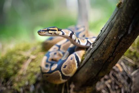 Royal python on a tree in the forest. Snake in nature in natural conditions. Stock-Fotos