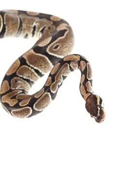 Royal python on white background Stock-Fotos