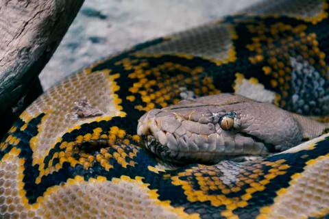 A Royal Python Wide Awake and Curled Up. Stock Photos