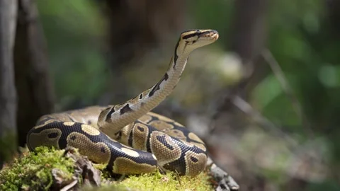 Royal python in the wild. The snake lies on the moss in the forest, raises its Stock-Footage 155046698