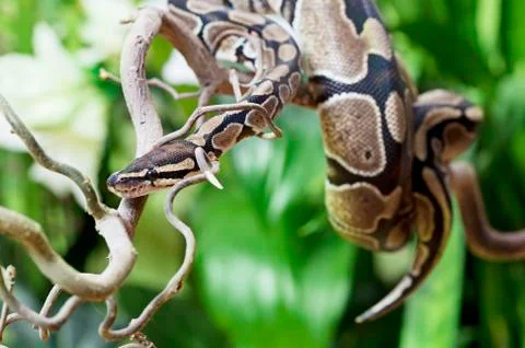Royal python on a wooden branch Stock-Fotos