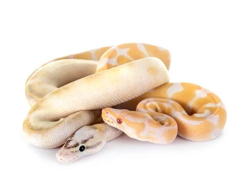 Royal pythons in studio 写真素材