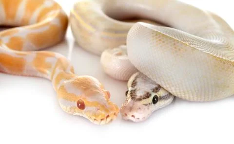 Royal pythons in studio Stock-Fotos