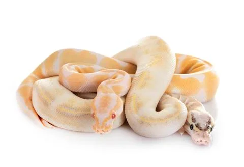 Royal pythons in studio Stock-Fotos