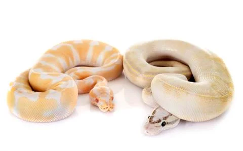 Royal pythons in studio 写真素材