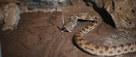 Royal snake dragging a dying mouse on a sandy ground. Slow motion. Stock Footage 129108637