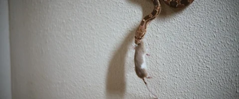 Royal snake holding a dying mouse in its mouth, while hanging on the wall Stock Footage 129107825
