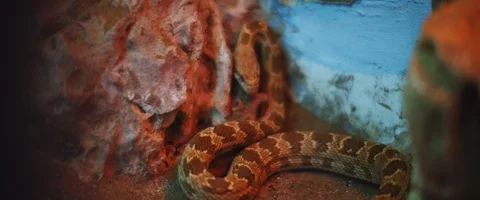 Royal snake releasing a mouse from its mouth near rocks Stock Footage 129109227