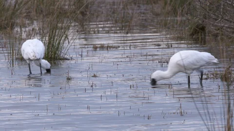 Royal Spoonbills 4k Stock Footage 98063450