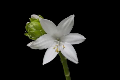 Royal Standard Hosta Foto stock