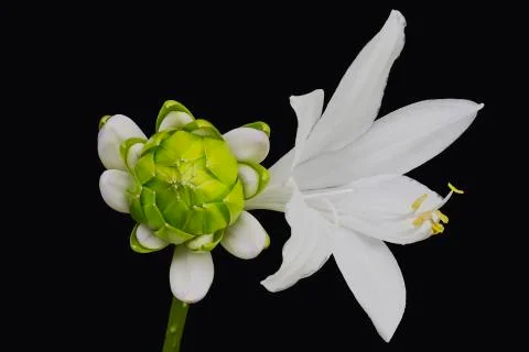 Royal Standard Hosta Stock Photos