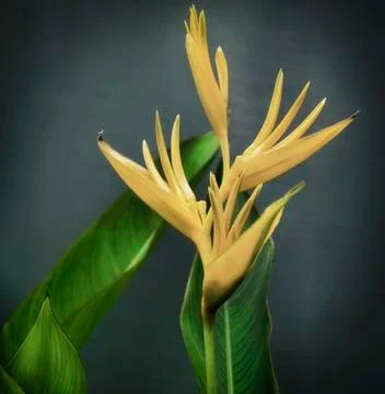 Royal strelitzia Stock Photos
